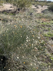 Bebbia juncea