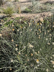 Bebbia juncea