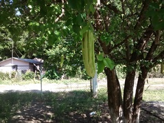 Parmentiera aculeata