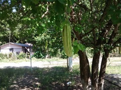 Parmentiera aculeata