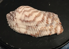 Arca zebra