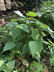 Phaseolus vulgaris