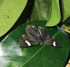 Riodina lycisca