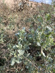 Atriplex lentiformis