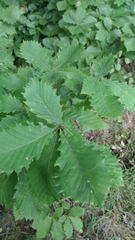 Quercus crispula