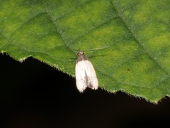 Tyrolimnas anthraconesa