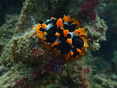 Phyllidia ocellata