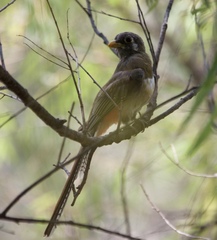 Trogon elegans