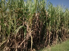 Saccharum officinarum