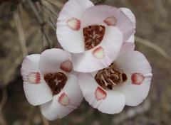 Calochortus venustus