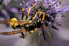 Polistes dominula