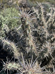 Cylindropuntia acanthocarpa