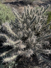 Cylindropuntia acanthocarpa