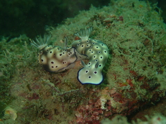 Hypselodoris tryoni