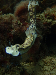 Hypselodoris tryoni
