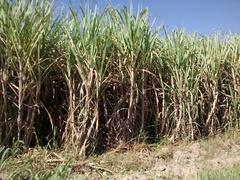 Saccharum officinarum