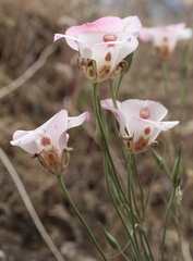 Calochortus venustus