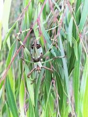 Ephippitytha trigintiduoguttata