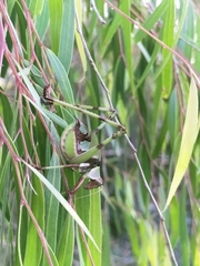 Ephippitytha trigintiduoguttata