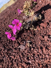 Diplacus cusickioides