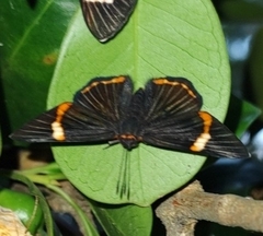 Riodina lycisca