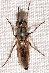 Ozodiceromyia argentata
