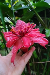 Etlingera elatior
