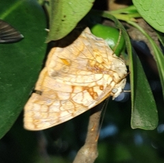 Hypanartia lethe