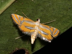 Eristena bifurcalis