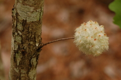 Callirhytis seminator