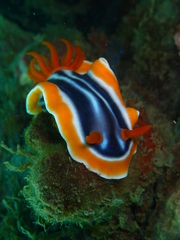 Chromodoris