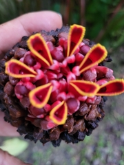 Etlingera elatior