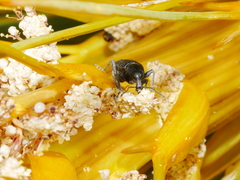 Inophloeus inuus