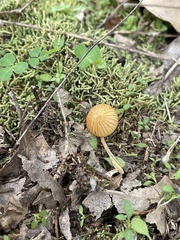 Gliophorus perplexus