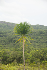Dracaena multiflora