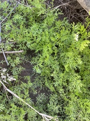 Oncosiphon pilulifer