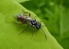 Aglaostigma aucupariae