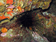 Centrostephanus longispinus