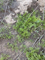 Oncosiphon pilulifer