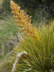 Inophloeus inuus