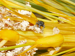 Inophloeus inuus