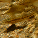 Rhinichthys osculus - Photo (c) hikingsandiego,  זכויות יוצרים חלקיות (CC BY-NC), uploaded by hikingsandiego
