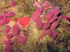 Haliclona mediterranea