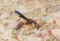 Euodynerus crypticus