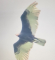 Cathartes burrovianus image