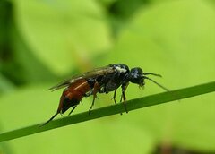 Aglaostigma aucupariae