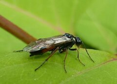 Aglaostigma aucupariae