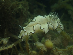 Doriprismatica atromarginata