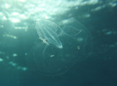 Leucothea multicornis