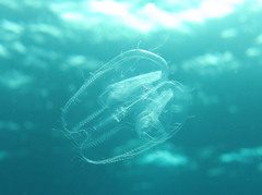 Leucothea multicornis